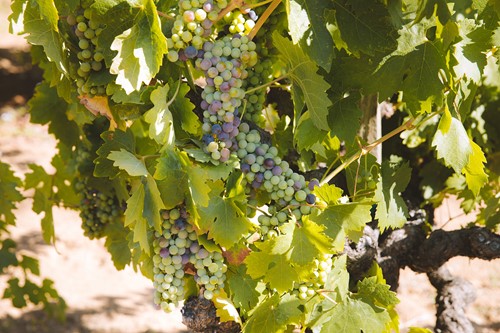 A Day in the Life of a Vine – Flowering - Veritas Vineyard and Winery