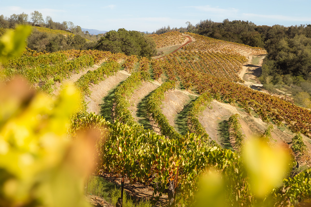 Uncover the rich history of Dry Creek Valley wines at Pedroncelli